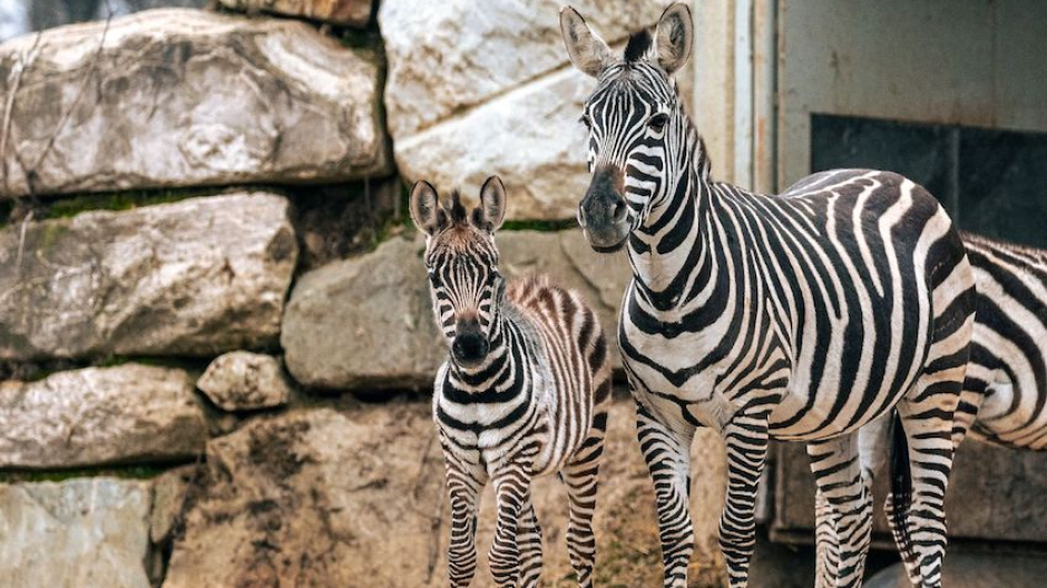Pombia: gioia al Safari Park per la piccola Vanessa, cucciola di zebra